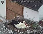 Capi_Dubne_20250515_201503.jpg