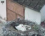 Capi_Dubne_20250515_203503.jpg