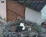 Capi_Dubne_20250515_204503.jpg