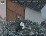 Capi_Dubne_20250515_205003.jpg