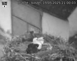 Capi_Dubne_20250515_210003.jpg