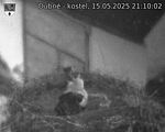 Capi_Dubne_20250515_211002.jpg