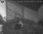 Capi_Dubne_20250515_212002.jpg