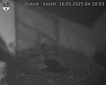 Capi_Dubne_20250516_041003.jpg