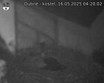 Capi_Dubne_20250516_042003.jpg