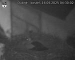 Capi_Dubne_20250516_043002.jpg