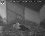 Capi_Dubne_20250516_044502.jpg