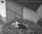 Capi_Dubne_20250516_045002.jpg
