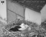 Capi_Dubne_20250516_051502.jpg
