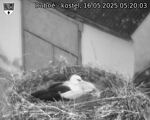 Capi_Dubne_20250516_052003.jpg