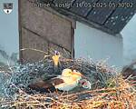 Capi_Dubne_20250516_053002.jpg