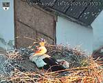 Capi_Dubne_20250516_053503.jpg