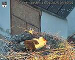 Capi_Dubne_20250516_054002.jpg