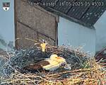 Capi_Dubne_20250516_054503.jpg