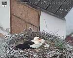 Capi_Dubne_20250516_055503.jpg