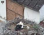 Capi_Dubne_20250516_060002.jpg