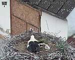 Capi_Dubne_20250516_061003.jpg