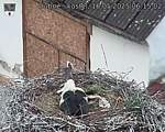 Capi_Dubne_20250516_061502.jpg