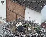 Capi_Dubne_20250516_062002.jpg
