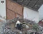 Capi_Dubne_20250516_062502.jpg