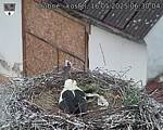 Capi_Dubne_20250516_063004.jpg