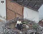Capi_Dubne_20250516_064003.jpg