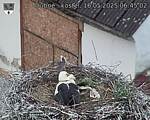 Capi_Dubne_20250516_064502.jpg