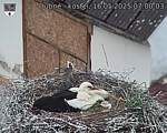 Capi_Dubne_20250516_070003.jpg