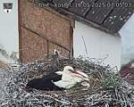 Capi_Dubne_20250516_070503.jpg