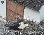 Capi_Dubne_20250516_071002.jpg