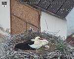 Capi_Dubne_20250516_071503.jpg