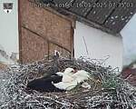 Capi_Dubne_20250516_073503.jpg