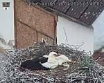 Capi_Dubne_20250516_074002.jpg
