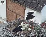 Capi_Dubne_20250516_080503.jpg