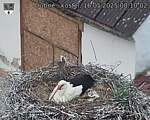 Capi_Dubne_20250516_081002.jpg