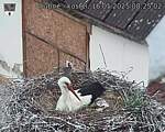 Capi_Dubne_20250516_082502.jpg
