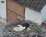 Capi_Dubne_20250516_084003.jpg
