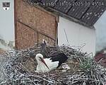 Capi_Dubne_20250516_084504.jpg