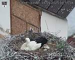 Capi_Dubne_20250516_085504.jpg