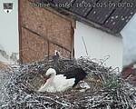 Capi_Dubne_20250516_090002.jpg