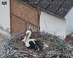 Capi_Dubne_20250516_092502.jpg
