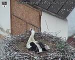 Capi_Dubne_20250516_093504.jpg