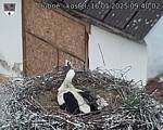 Capi_Dubne_20250516_094002.jpg