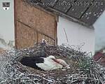 Capi_Dubne_20250516_095004.jpg