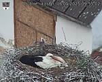 Capi_Dubne_20250516_095502.jpg
