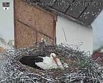 Capi_Dubne_20250516_100003.jpg