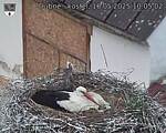Capi_Dubne_20250516_100502.jpg