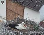 Capi_Dubne_20250516_101004.jpg