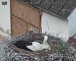 Capi_Dubne_20250516_102003.jpg