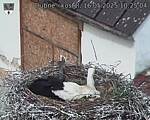 Capi_Dubne_20250516_102504.jpg
